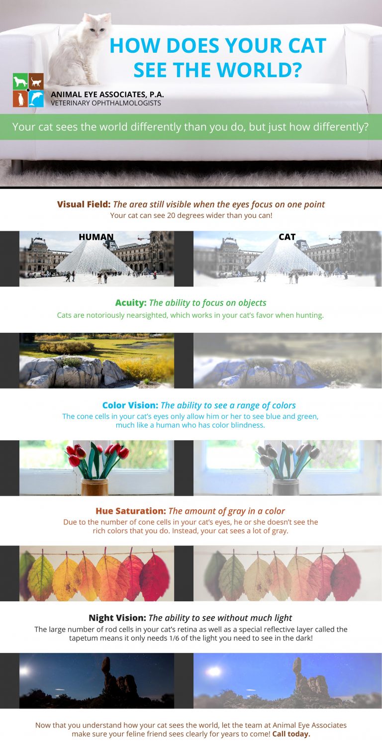 How do cats see the world? Cat Family Foundation