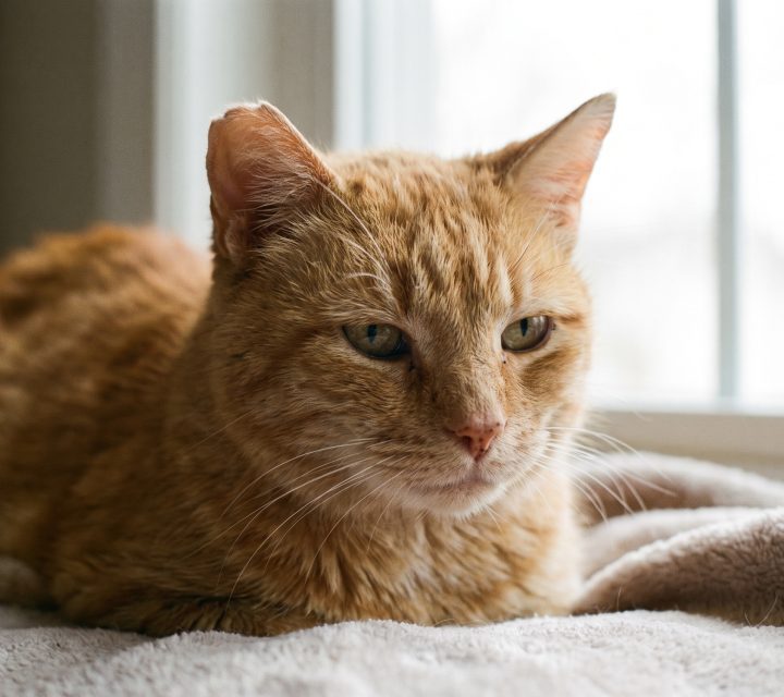 A rescued cat cared for by Cat Family Foundation in Randburg