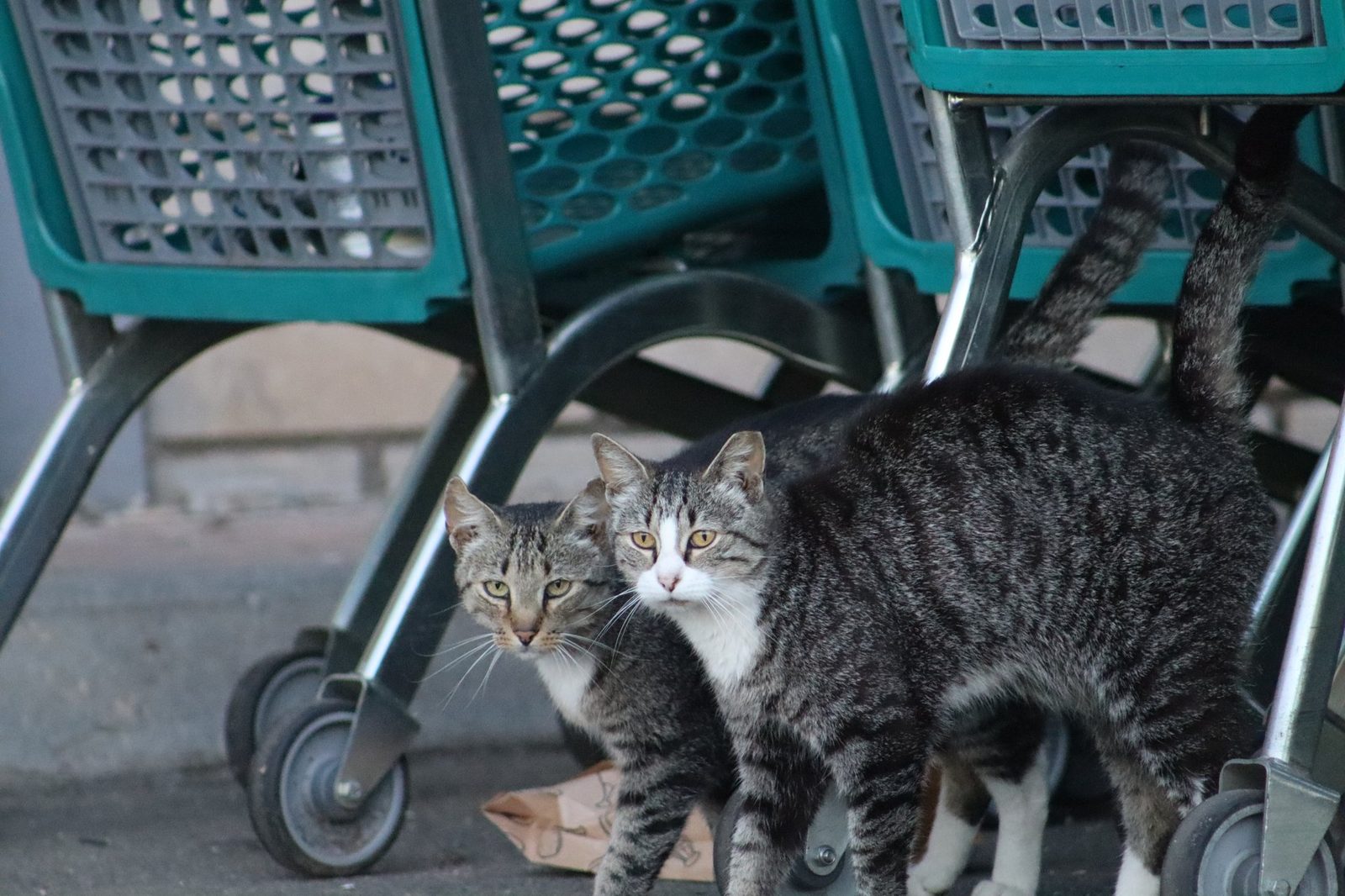 Cat Family Foundation caring for rescued cats