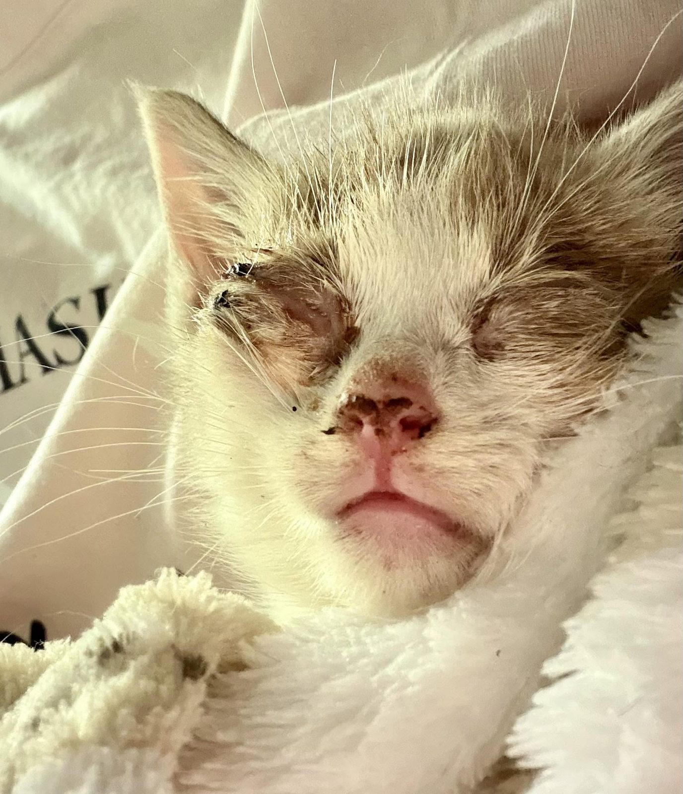 A feral cat cared for by Cat Family Foundation volunteers