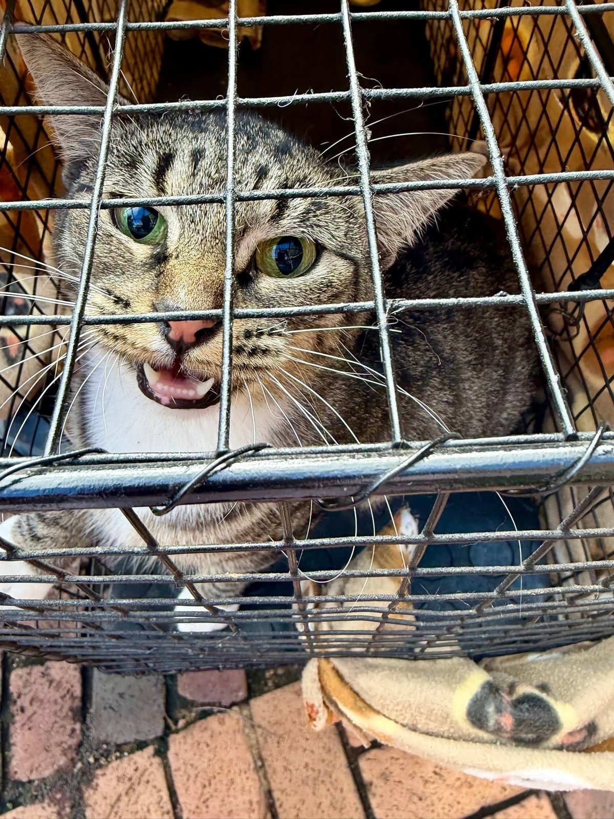 An ear-tipped colony cat after Trap-Neuter-Return