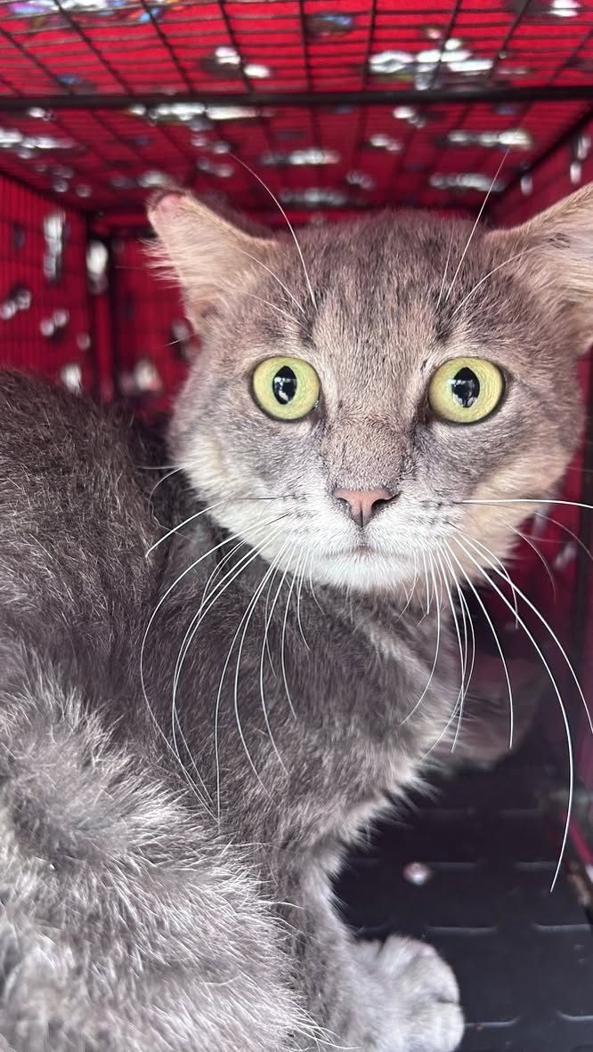 A feral kitten socialised for adoption in Randburg