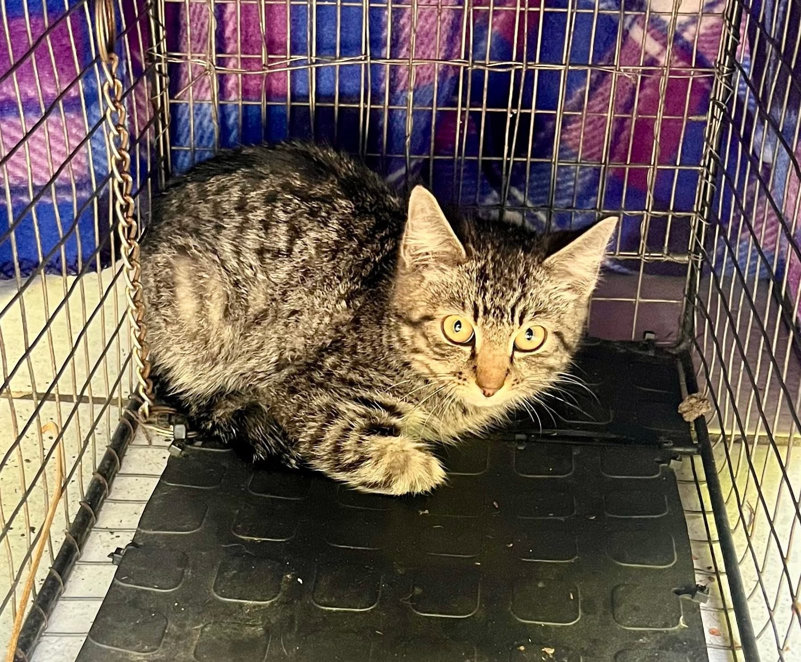 A colony cat at a managed feeding station
