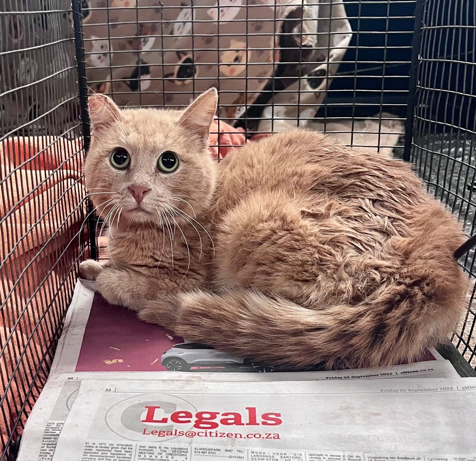 Kittens rescued from a feral colony near Johannesburg