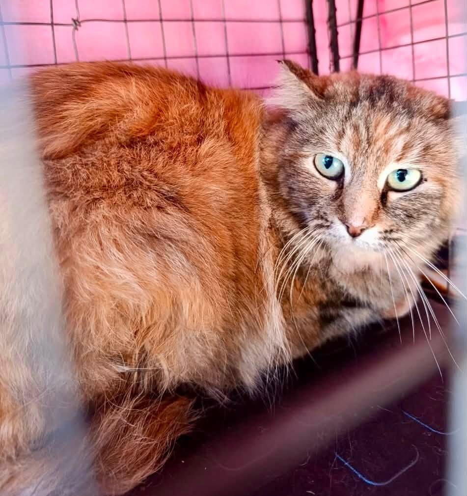 A rescued cat receiving veterinary care