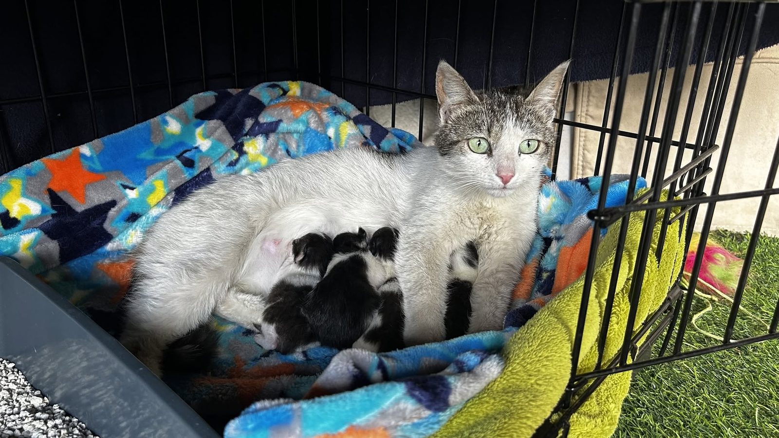 A colony cat fed and monitored by the CatFam team