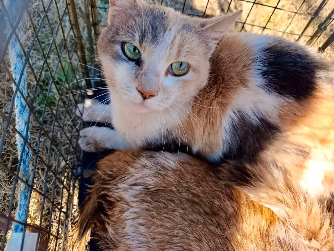 A friendly rescued cat looking for a home