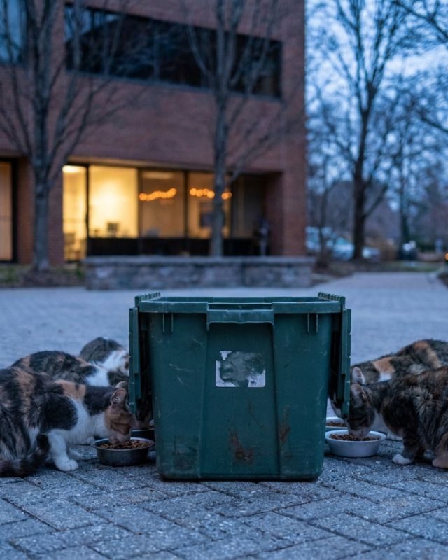A managed feral colony at a feeding station