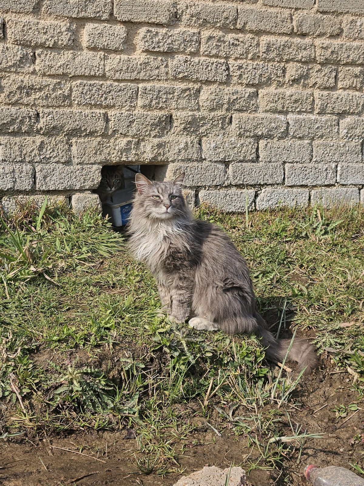 A rescued cat safe and healthy after TNR