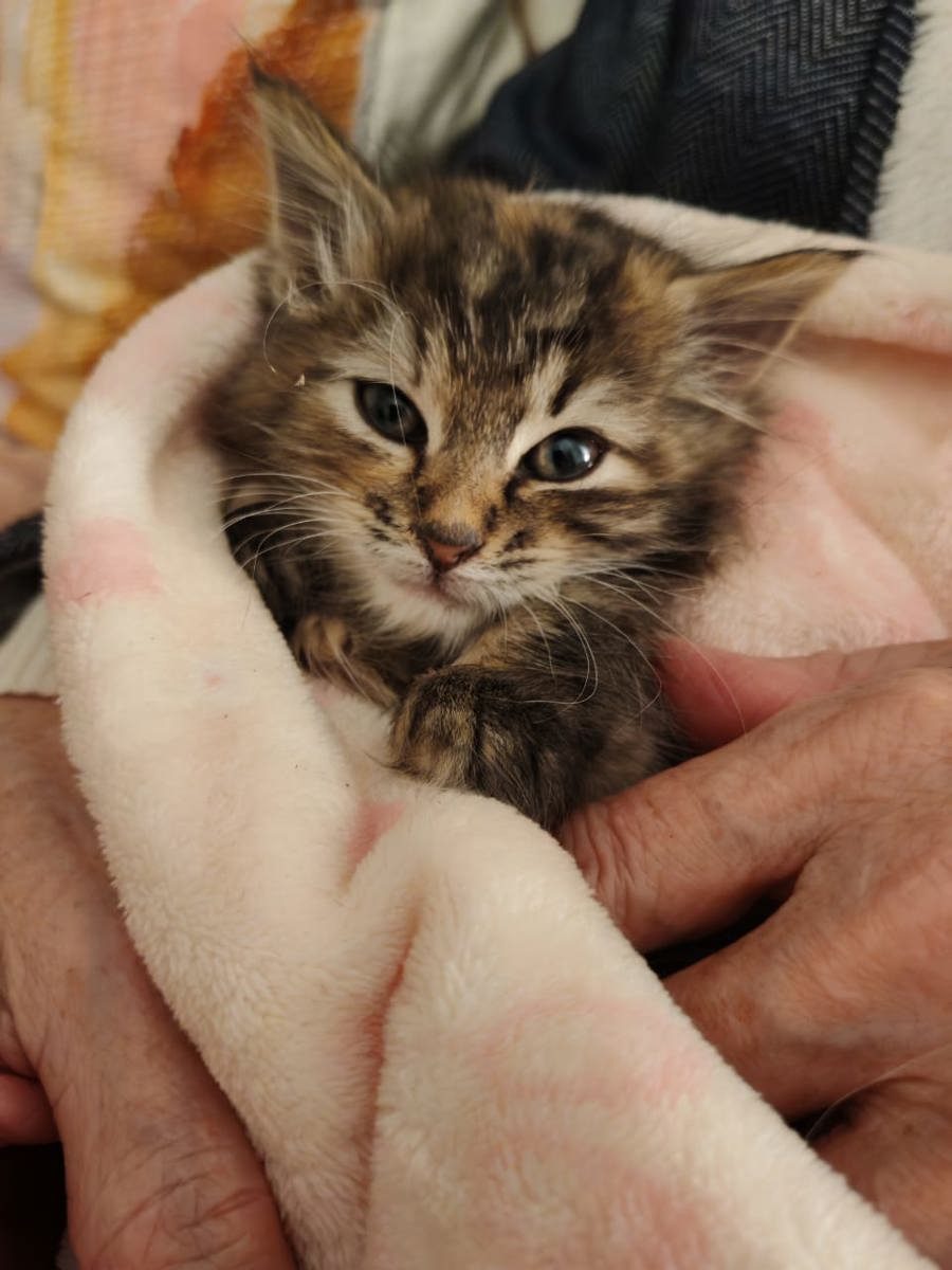A rescued tabby kitten wrapped snugly in a blanket