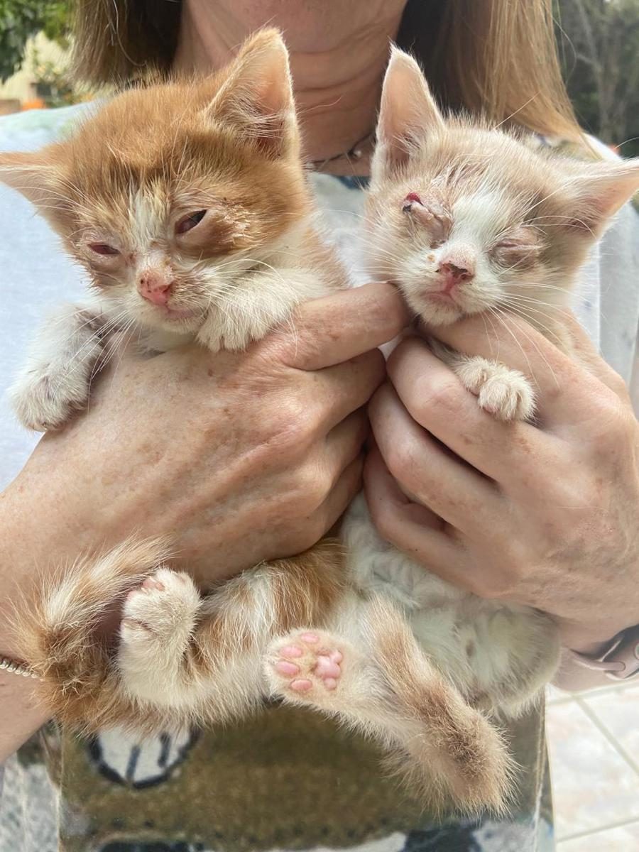 A rescue cat recovering in a foster home