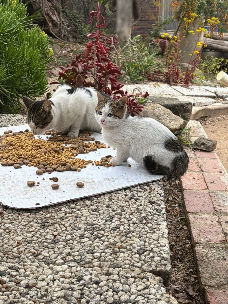 A rescue cat settling into a foster home