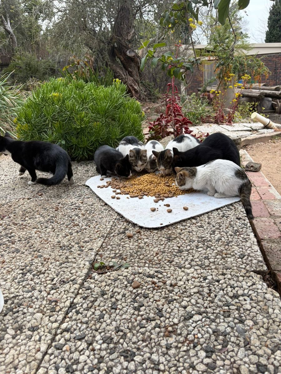 A kitten rescued in the Greater Johannesburg area