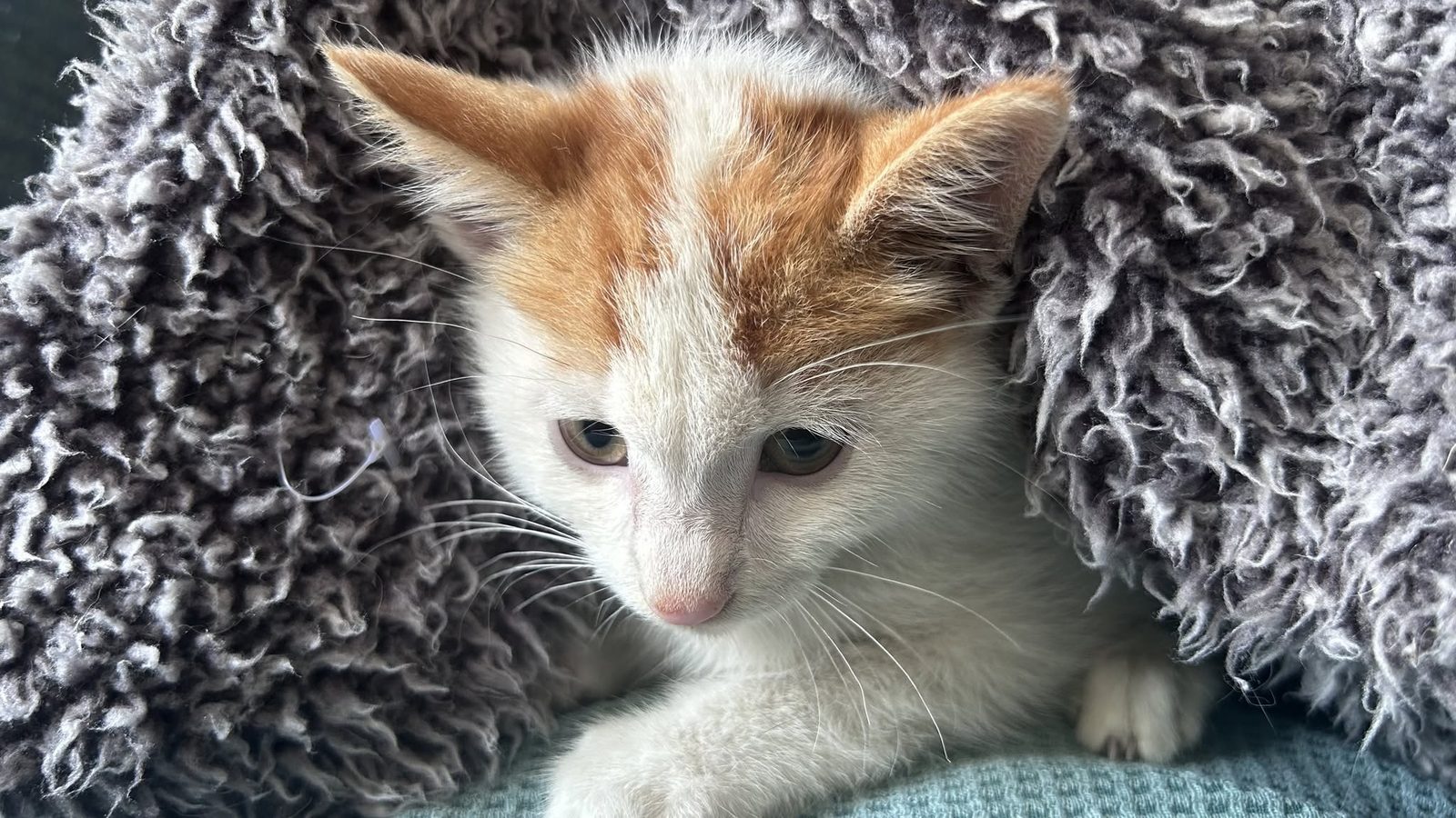 Rescued kittens being hand-raised for adoption