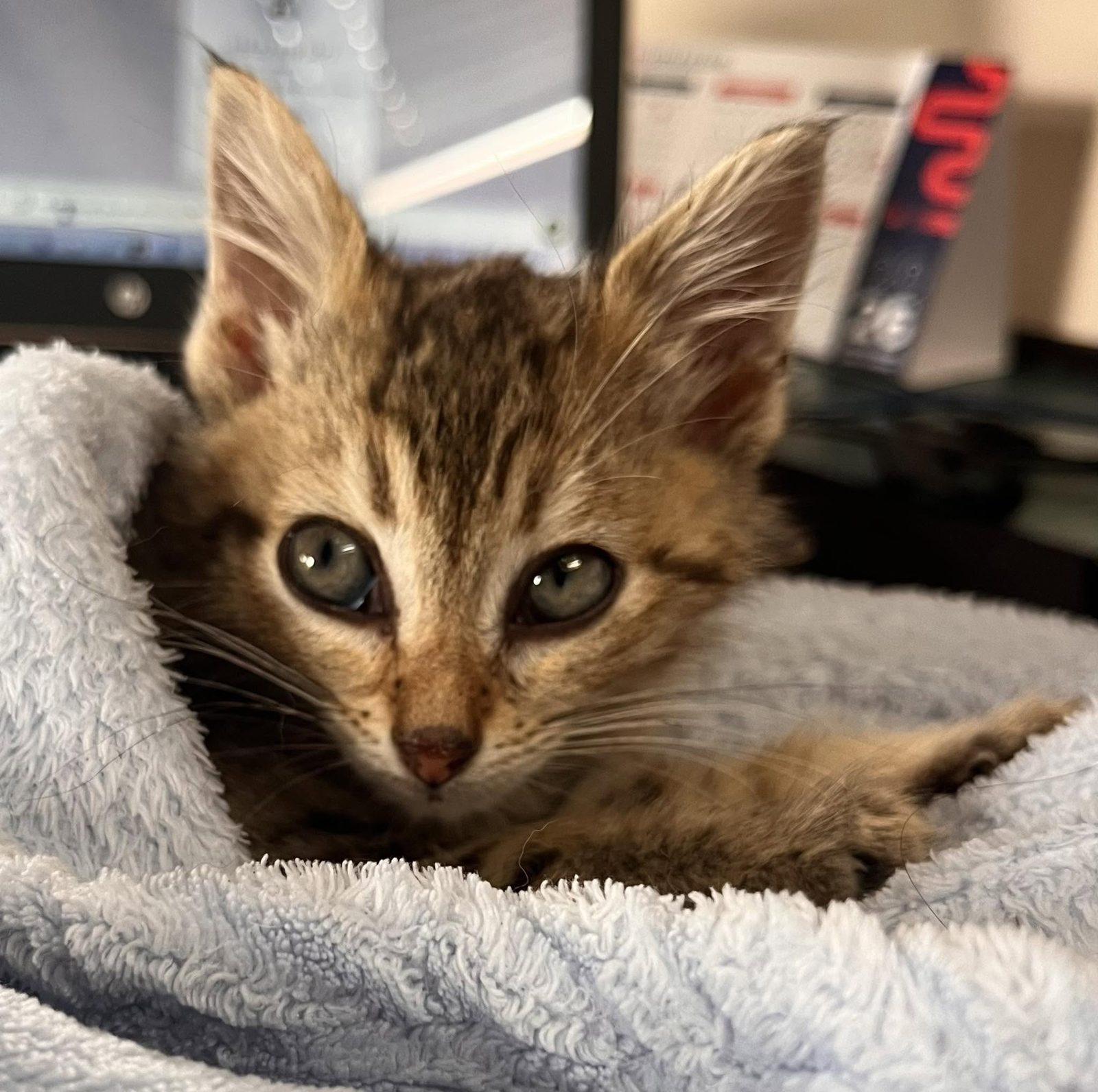 A sterilised feral cat returned to its colony