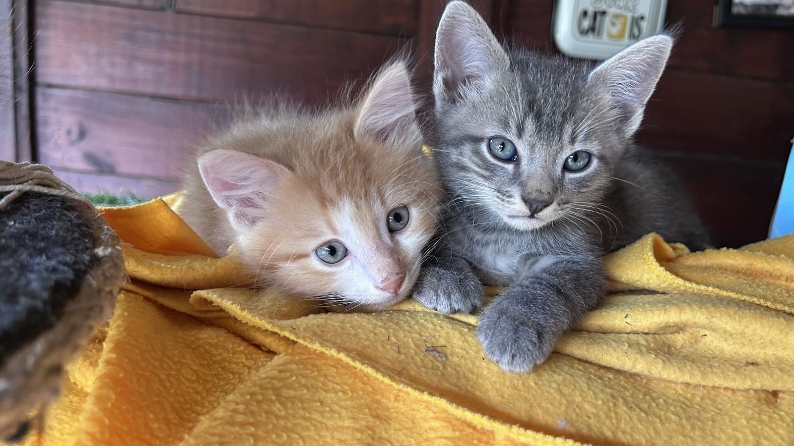 A rescued kitten ready to find a forever home