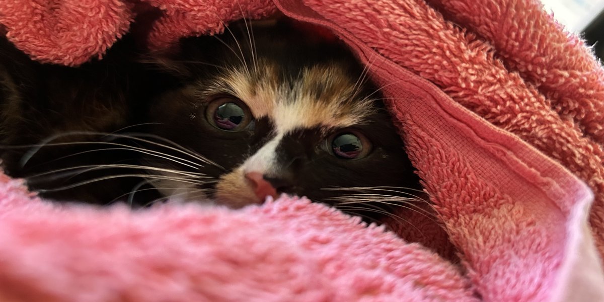 Giving Feral Cats a Second Chance