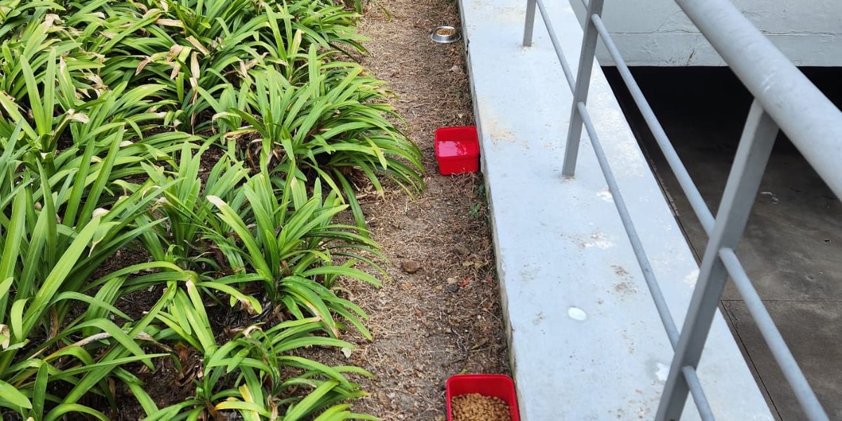 The Fate of Feral Cats in Business Parks