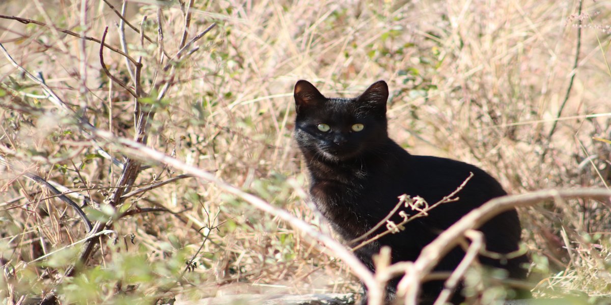 Understanding Feral Cats